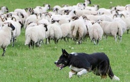 Chuyện con sói và bầy cừu: Bài học kinh doanh ý nghĩa ai cũng cần biết để không bị vấp ngã