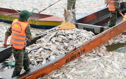 Tới chiều 3/10: Lượng cá chết hồ Tây đã lên đến 60 tấn, nhiều loài cá to nặng tới 4-5kg