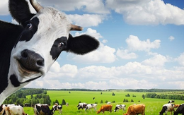Vinamilk được cấp phép đầu tư thêm 3 triệu USD để sở hữu 100% công ty sữa tại Hoa Kỳ