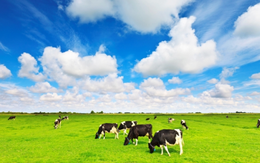 Ra mắt sản phẩm sữa tươi Organic, Vinamilk nhắm tới đối tượng khách hàng cao cấp