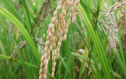 Giá gạo châu Á tăng do khô hạn, gạo Thái cao nhất 2 năm