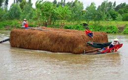 Hạn hán khốc liệt, dân miền Tây phải bán bò giá rẻ bèo