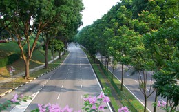 Hà Nội muốn trồng 1 triệu cây xanh, nhìn cách người Singapore đưa rừng vào thành phố