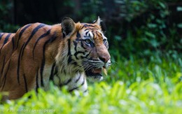 Indonesia - "Con hổ" vừa tỉnh giấc của châu Á