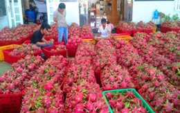 100 tấn thanh long Việt đầu tiên vào siêu thị Thái Lan