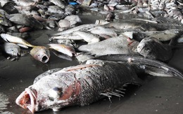 Cá chết gây thiệt hại cho Quảng Trị gần 135 tỷ đồng