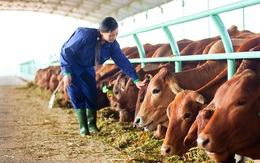 Hoàng Anh Gia Lai: Ban giám đốc tin tưởng các đề xuất tái cơ cấu nợ sẽ được chấp thuận