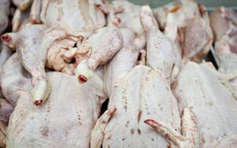 100% gà Trung Quốc nhập vào Việt Nam là trái phép