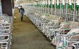 Việt Nam bắt đầu nhập khẩu nội tạng lợn từ thị trường Nga