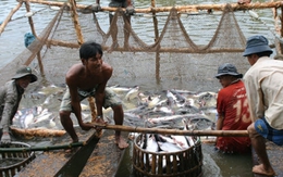 Cá tra Việt Nam sẽ tiếp tục “vượt cạn”