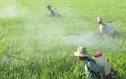 50% số lượng thuốc trừ sâu nhập về Việt Nam là từ Trung Quốc