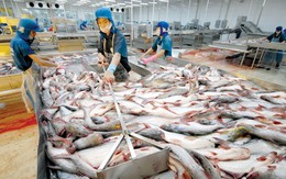 Thủy sản xuất khẩu của Việt Nam bị trả về chỉ đứng sau Trung Quốc