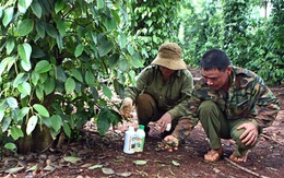 Làm rõ nguyên nhân hồ tiêu rụng hàng loạt