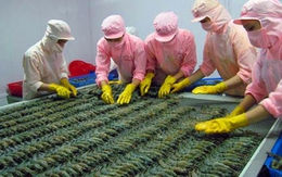 Việt Nam dẫn đầu xuất khẩu tôm vào Anh