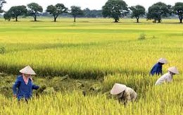 Vì sao trồng lúa nghèo nhất?