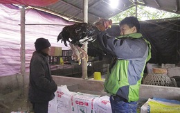 Giá gà Đông Tảo tăng mạnh dịp giáp tết