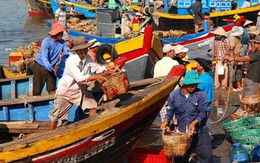 Ngư dân Ninh Thuận trúng vụ cá đầu năm