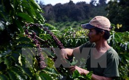 Lâm Đồng tiếp tục hỗ trợ 3,8 tỷ đồng cho nông dân tái canh càphê