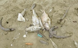 Thừa Thiên-Huế thiệt hại khoảng 135 tỷ đồng vì cá chết bất thường