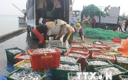 Vụ cá chết hàng loạt: Có thể xử lý hình sự nếu Formosa gây ô nhiễm
