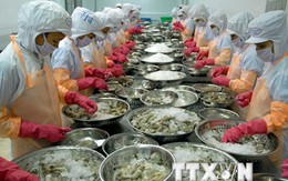 Kim ngạch xuất khẩu tôm Việt Nam sang Mỹ đạt hơn 176 triệu USD