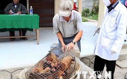 Hà Nội: Bắt và tiêu hủy gần 1 tấn gà nhập lậu từ Trung Quốc