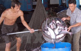Tôm nuôi được giá, sản xuất cá tra chưa thoát khỏi khó khăn