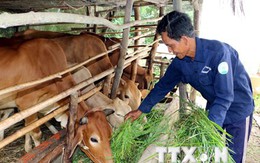 Quảng Ninh cấp phép dự án nuôi bò nghìn tỷ đồng ở vùng biên