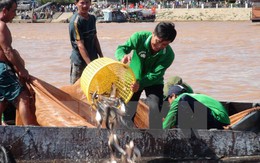 Long An phản hồi thông tin sử dụng phẩm màu cho cá trê vàng