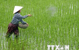 Cục Trồng trọt yêu cầu nông dân không dùng ximăng bón cho lúa