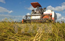 Xuất khẩu gạo 6 tháng cuối năm: Vẫn chờ tín hiệu “tăng mua”