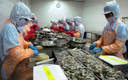 EU cảnh báo các cơ sở xuất khẩu thủy sản có chất kháng sinh cấm