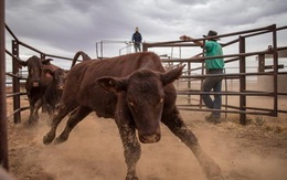 Tập đoàn Trung Quốc quyết mua công ty gia súc lớn nhất Úc