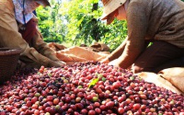 Việt Nam đứng thứ 3 thế giới về cung ứng cà phê, chè cho Nga