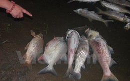 Cá chết dạt vào bờ dài cả cây số ở hồ Linh Đàm