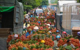 Nghi vấn gây tắc nghẽn thủ phủ vải Bắc Giang để ép giá thu mua