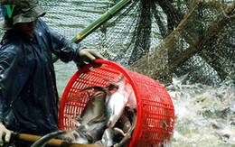 Loạn thị trường cá tra miền Tây do có “bàn tay” thương lái Trung Quốc