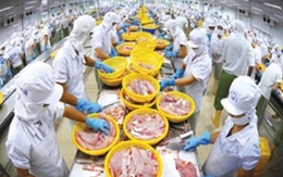 Yêu cầu Úc làm rõ DN xuất khẩu cá diêu hồng nhiễm kháng sinh