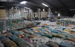 Việt Nam đấu thầu cung ứng 250.000 tấn gạo cho Philippines