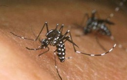 Chưa thể khẳng định bệnh nhân Australia nhiễm Zika tại Việt Nam