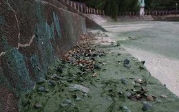 [Video]: Kinh hãi nhìn hồ Văn Quán ô nhiễm nặng nề, bốc mùi nồng nặc