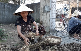 Lạc Hà Tĩnh rẻ như cho, chất đống chẳng ai mua