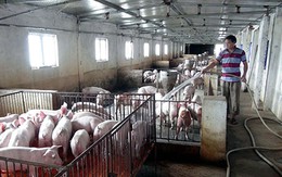 Nghịch lý thừa thịt lợn nhưng không thể xuất khẩu