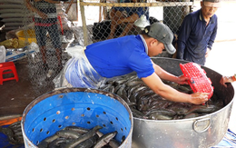 Giá cá lóc tăng mạnh, người nuôi bỏ túi hàng trăm triệu