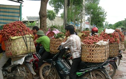 Vải thiều Bắc Giang được giá, thị trường tiêu thụ không quá khó