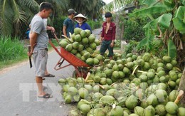 Dừa tươi tăng giá mạnh