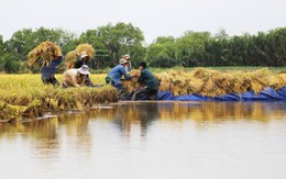 Ngã rẽ nào cho lúa gạo Việt Nam?