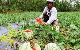 Đầu mùa, nông dân khóc ròng vì dưa hấu bán không ai mua