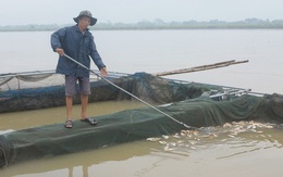Thủy điện Hòa Bình xả lũ: Hàng tấn cá vùng hạ du chết trắng
