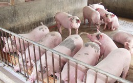 Bộ Công Thương đưa ra giải pháp tiêu thụ sản phẩm thịt lợn đang tồn trong dân